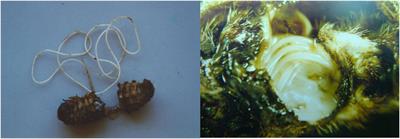 Entomopathogenic nematodes and their symbiotic bacteria: from genes to field uses